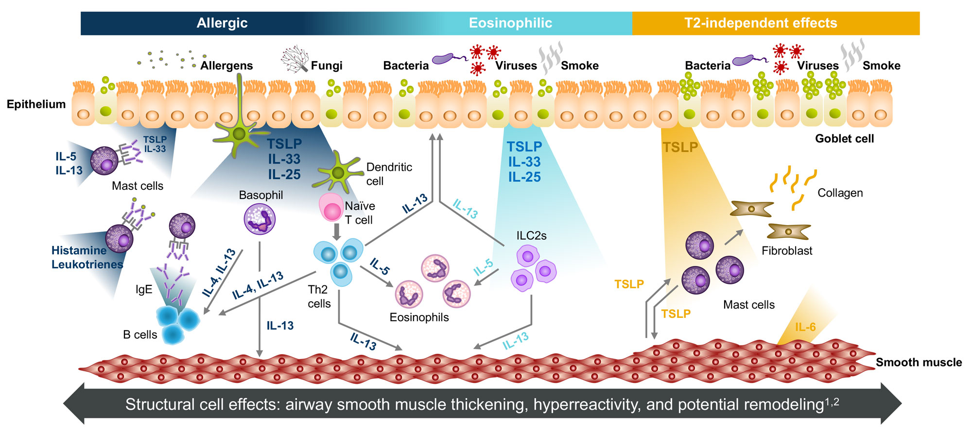 Plansch-A3-EPITHELIAL-CYTOKINES-ACT-ACROSS-THE-SPECTRUM-OF-INFLAMMATION.jpg
