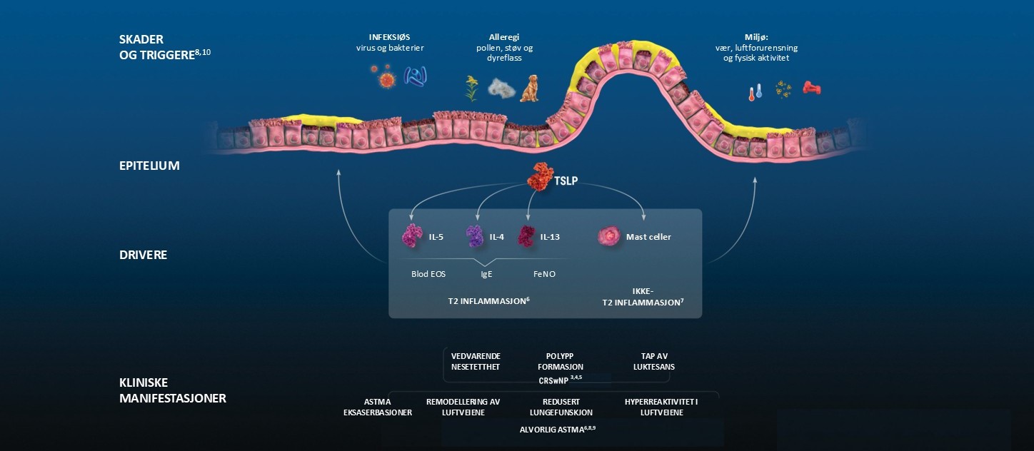 &oslash;ve og nedre luftveier .jpg