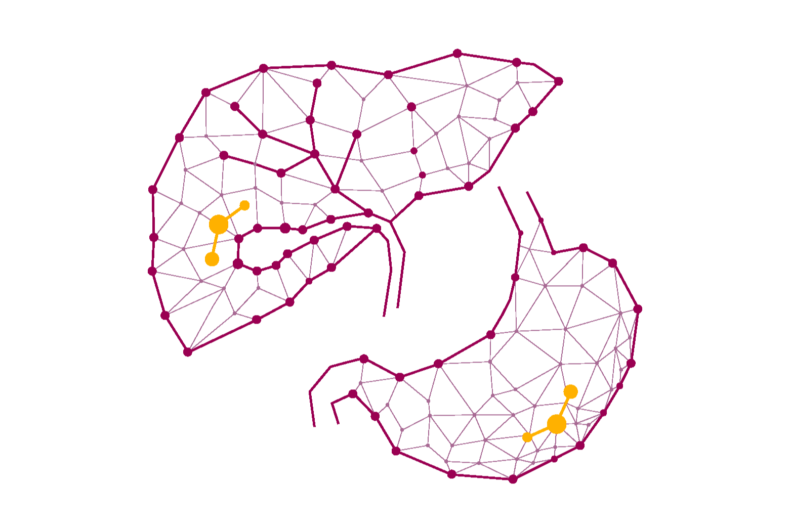 Illustrationer av lever och gallvägar med nätverksmönster. 